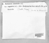 Pertusaria pertusa image